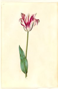 Tulipa gesneriana (Garden Tulip)