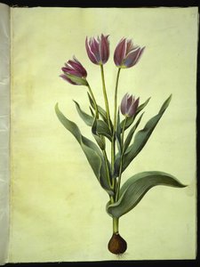 Tulipa gesneriana (Garden Tulip)