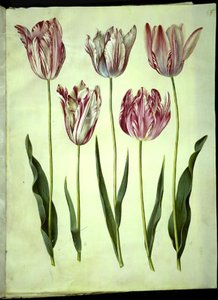 Tulip gesneriana (garden tulip) by Hans Simon Holtzbecker