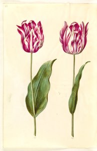 Tulipa Gesneriana (Garden Tulip)