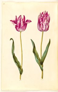 Tulipa gesneriana (Garden Tulip)