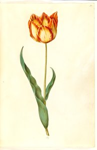 Tulipa gesneriana (Garden Tulip)