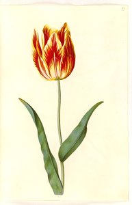Tulipa gesneriana (garden tulip)
