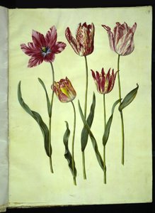 Tulipa gesneriana
