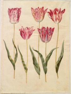 Tulipa gesneriana (Garden Tulip)