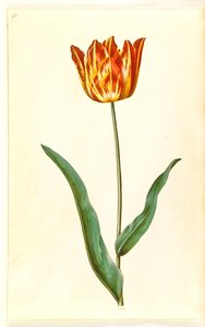 Tulipa gesneriana (Garden Tulip)