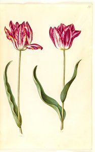 Tulipa gesneriana (Garden Tulip)