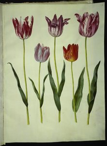Tulipa gesneriana by Hans Simon Holtzbecker