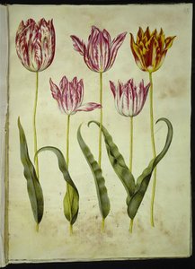 Tulipa gesneriana (Garden Tulip)