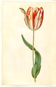 Tulipa gesneriana (Garden Tulip)