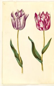 Tulipa gesneriana