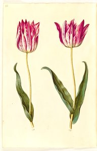 Tulipa gesneriana (Garden Tulip)