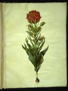 Tulipa Gesneriana (Garden Tulip)