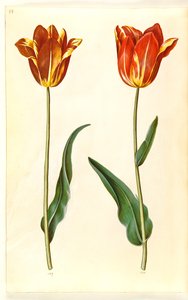 Tulipa Gesneriana (Garden Tulip) by Hans Simon Holtzbecker