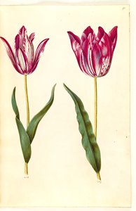 Tulipa gesneriana (Garden Tulip)