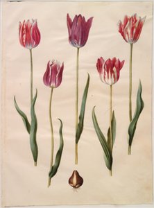 Tulip gesneriana (garden tulip)