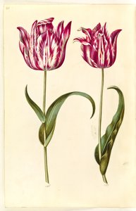 Tulip gesneriana (garden tulip)