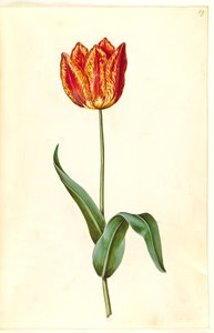 Tulipa gesneriana (Garden Tulip)