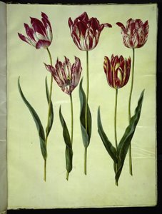 Tulipa gesneriana (Garden Tulip)