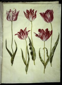 Tulipa gesneriana (Garden Tulip)