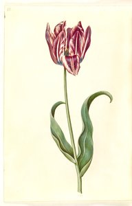 Tulipa gesneriana (garden tulip)