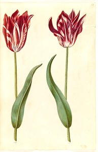 Tulipa gesneriana (Garden Tulip) by Hans Simon Holtzbecker