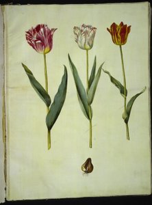 Tulipa gesneriana (Garden Tulip)