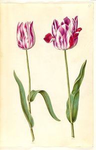 Tulipa gesneriana (Garden Tulip) by Hans Simon Holtzbecker