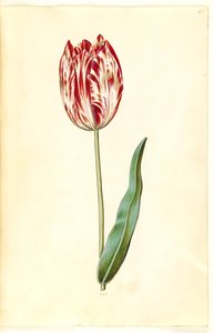 Tulipa gesneriana