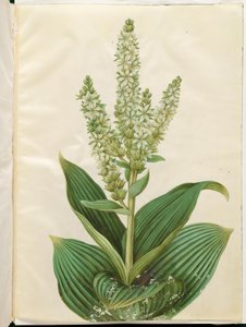 Veratrum Album (White False Hellebore) by Hans Simon Holtzbecker