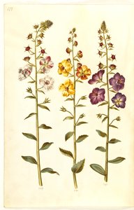 Verbascum blattaria; Verbascum phoeniceum