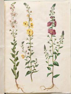 Verbascum blattaria (Moth Mullein); Verbascum phoeniceum (Purple Mullein)