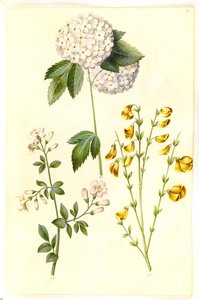 Viburnum opulus (common snowball); Jasminum officinale (common jasmine); Cytisus scoparius (common broom)