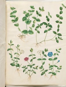 Vinca minor