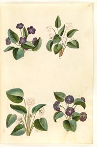 Viola odorata (March Violet)
