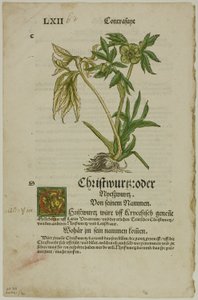 Hellebore from Herbarium, plate 96 from Woodcuts from Books of the XVI Century