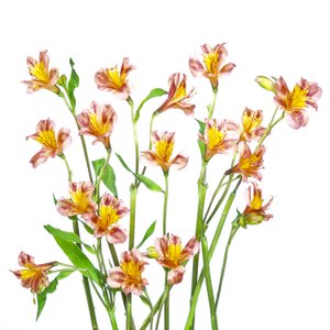 Vibrant Alstroemeria Bouquet by Hardik Pandya