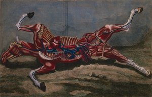Anatomy of a Horse, from 