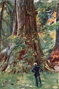 The Big Tree, Stanley Park, Vancouver by Harold Copping