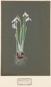 Galanthus nivalis L. Snowdrop