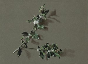Ilex Aquifolium L. Common Holly, c. 1870-1920