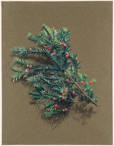 Yew, c1903-1915