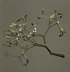 Viscum album L Mistletoe, c1870-1920