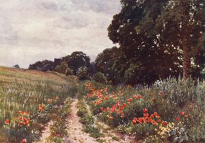 Poppies