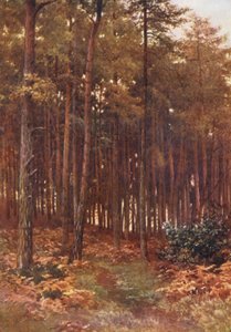 The Depths of a Fir Wood, Ripley