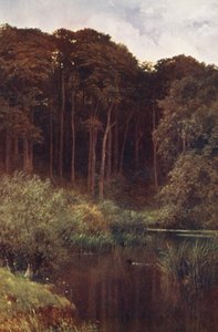 Woodland Depths, Wotton by Harold Sutton Palmer