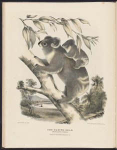 Mammals of Australia: The Native Bear