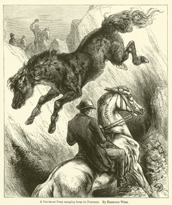 A Dartmoor Pony Escaping from Its Pursuers by Harrison William Weir