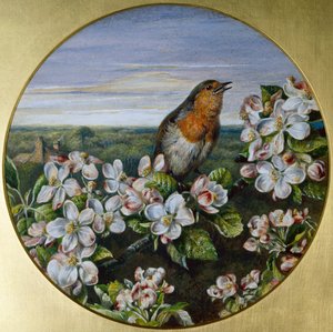 A Robin Among Blossom by Harrison William Weir