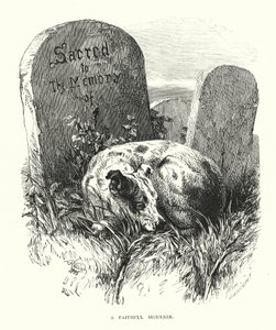 A Faithful Mourner by Harrison William Weir